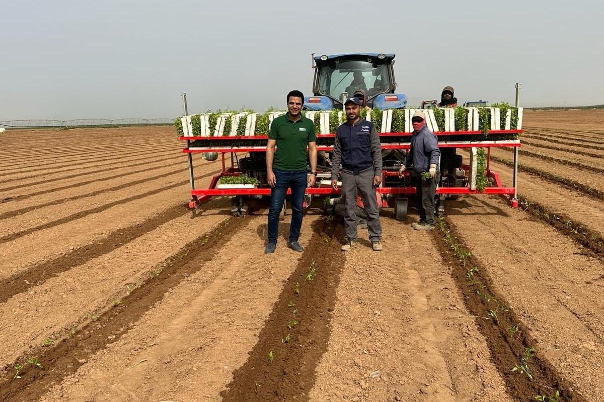 Campo di pomodori di 1.900 ettari in Arabia Saudita. Una grande opportunità per l'irrigazione a goccia di Irritec